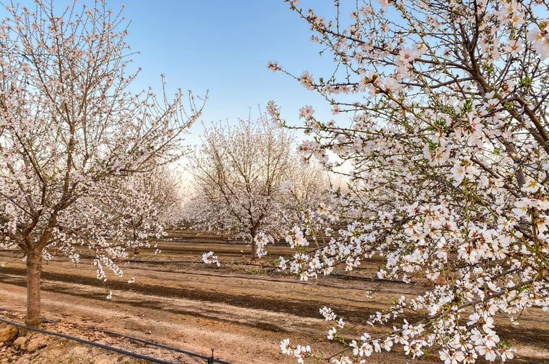 Here's How to Visit The Fresno Blossom Trail Next Spring For a Magical Drive