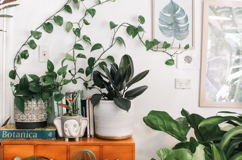 The Easiest Indoor Vine Plants to Get That Jungle Look At Home