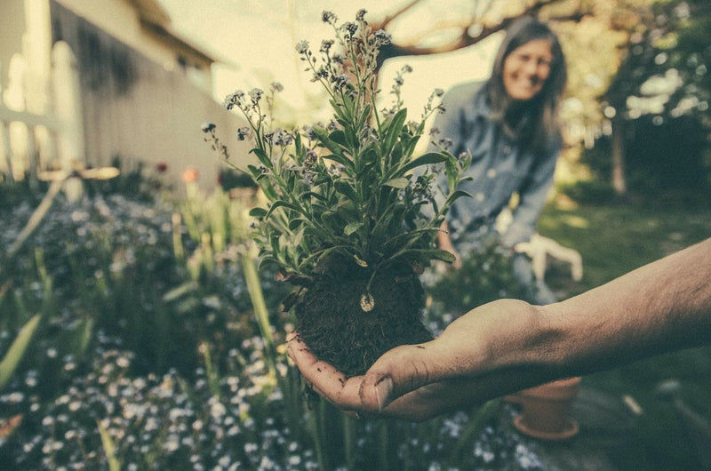 Fairweather Friends: Great Gardening Tips for Beginners