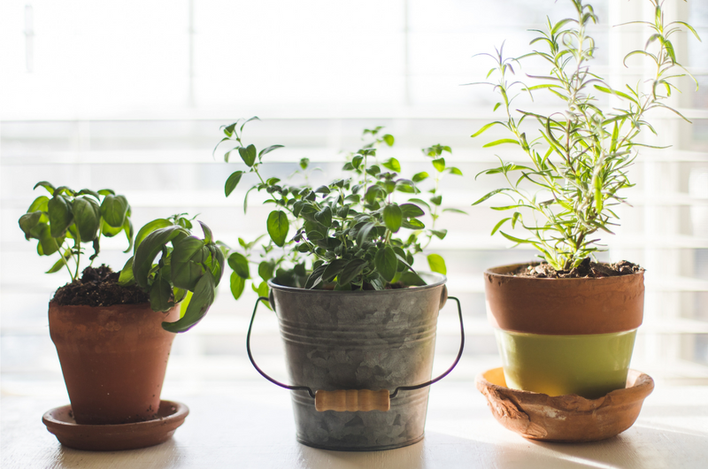 An Indoor Herb Garden Anyone Can Start