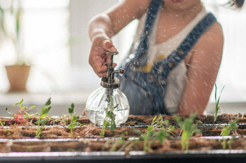 6 Tips on How to Grow an Indoor Garden (And Where To Put It)