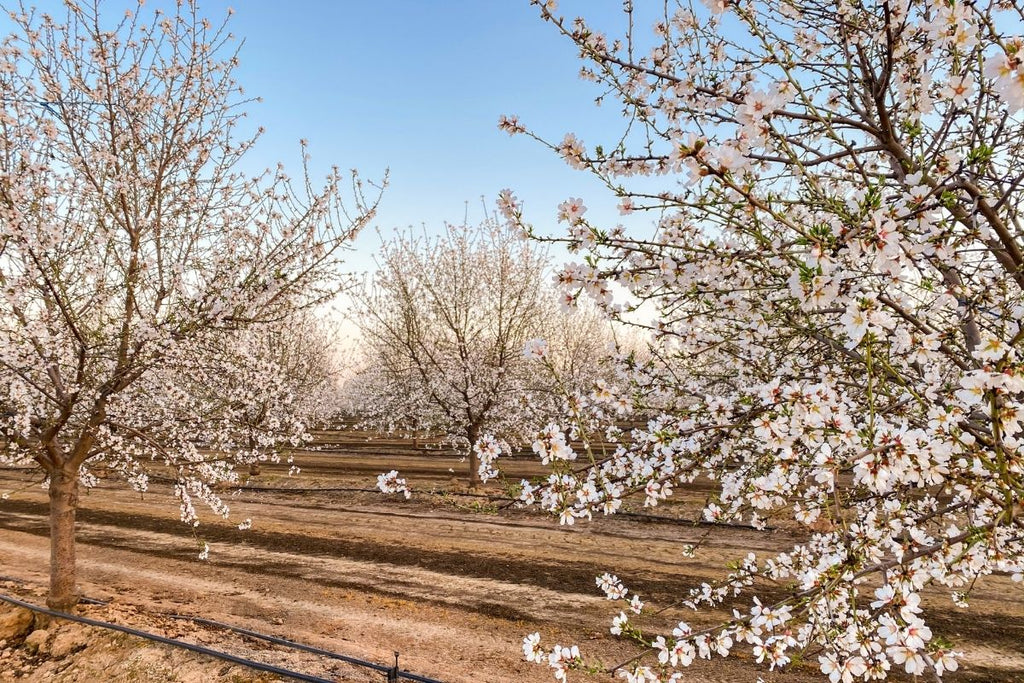 Here's How To Visit The Fresno Blossom Trail Next Spring For A Magical ...