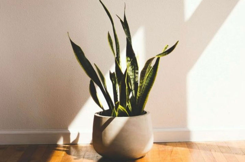 9 Common House Plants That Anyone Can Keep Alive
